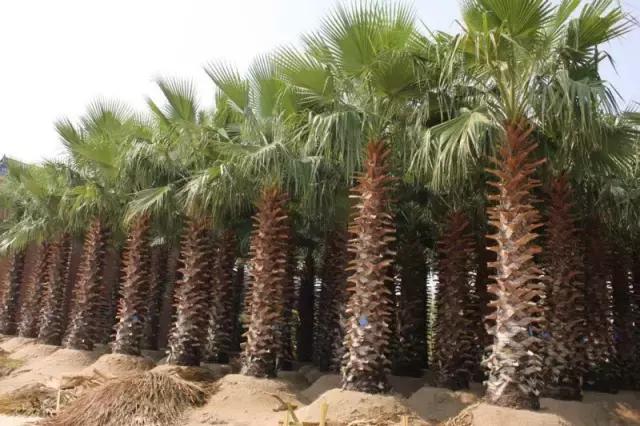 海南自贸港建设加速，国际旅游岛魅力升级